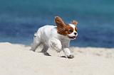 CAVALIER KING CHARLES 131